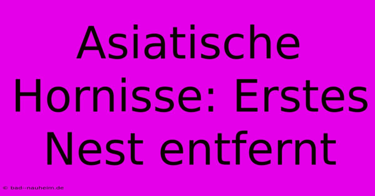 Asiatische Hornisse: Erstes Nest Entfernt