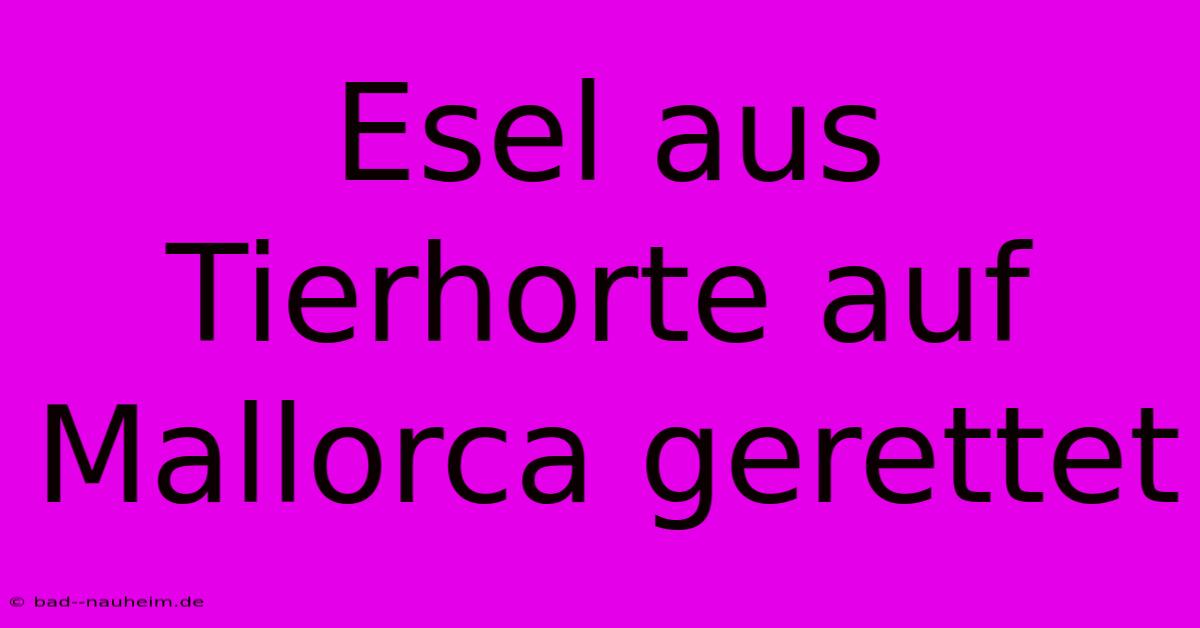 Esel Aus Tierhorte Auf Mallorca Gerettet