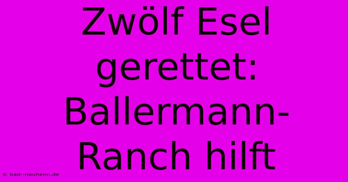 Zwölf Esel Gerettet: Ballermann-Ranch Hilft